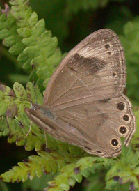 Appalachian Brown